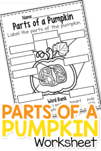 Celebrate the fall season while learning about the different parts of a pumpkin with this no prep kindergarten parts of a pumpkin worksheet!